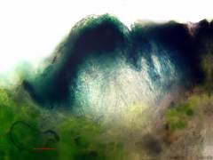 Cercidospora caudata