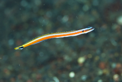 Gunnellichthys curiosus