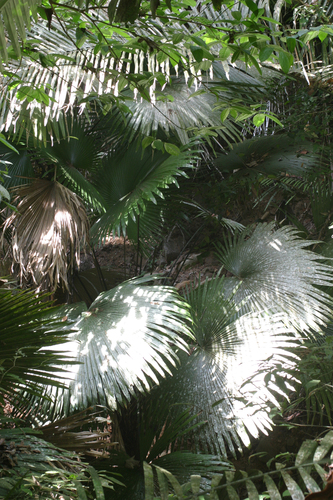 Kerriodoxa elegans, photograph 3