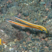 Gunnellichthys curiosus - Photo (c) Francesco Ricciardi, μερικά δικαιώματα διατηρούνται (CC BY-NC), uploaded by Francesco Ricciardi