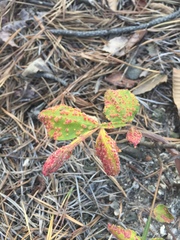 Aceria zhejiangensis