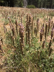 Lupinus lepidus confertus