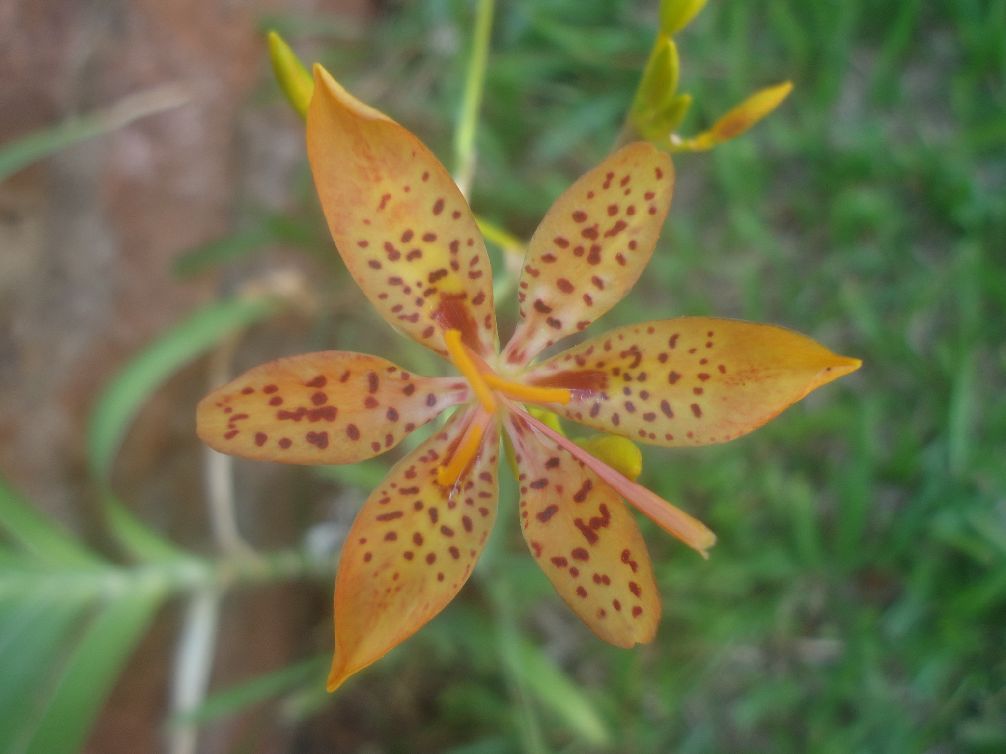 Iris domestica