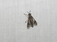 Chrysops univittatus