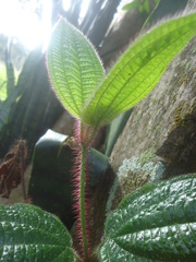 Miconia australis