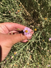Erigeron breweri covillei