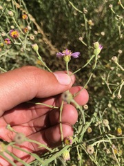 Erigeron breweri covillei