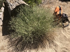 Erigeron breweri covillei