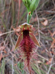 Calochilus gracillimus