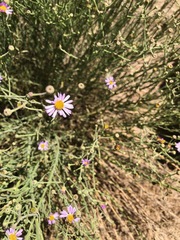 Erigeron breweri covillei