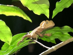 Lophosaurus spinipes