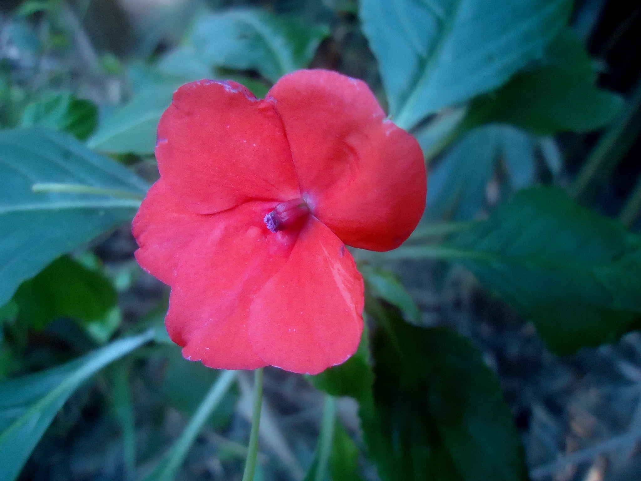 Impatiens walleriana