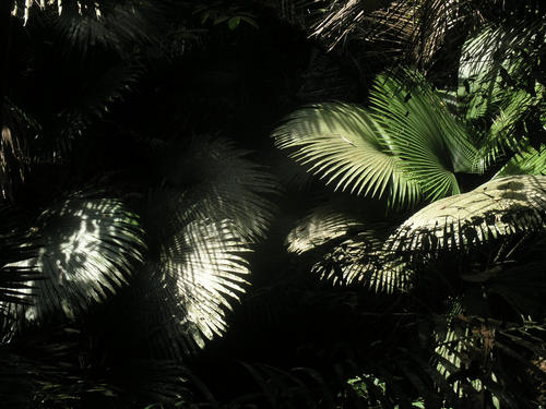 Kerriodoxa elegans, photograph 5