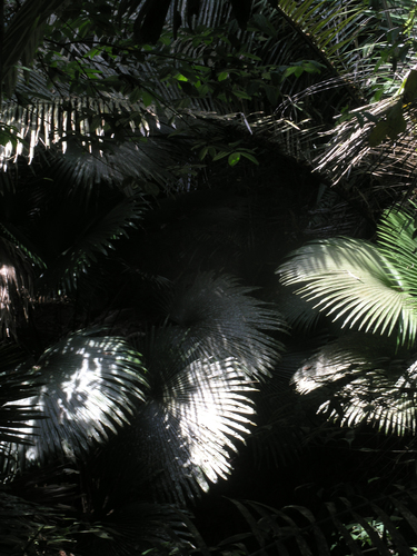 Kerriodoxa elegans, photograph 2