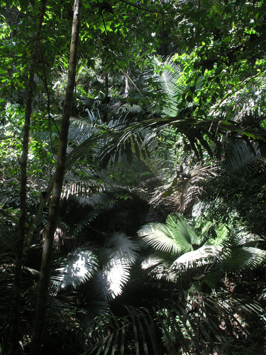 Kerriodoxa elegans, photograph 4