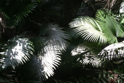 Kerriodoxa elegans, photograph 1