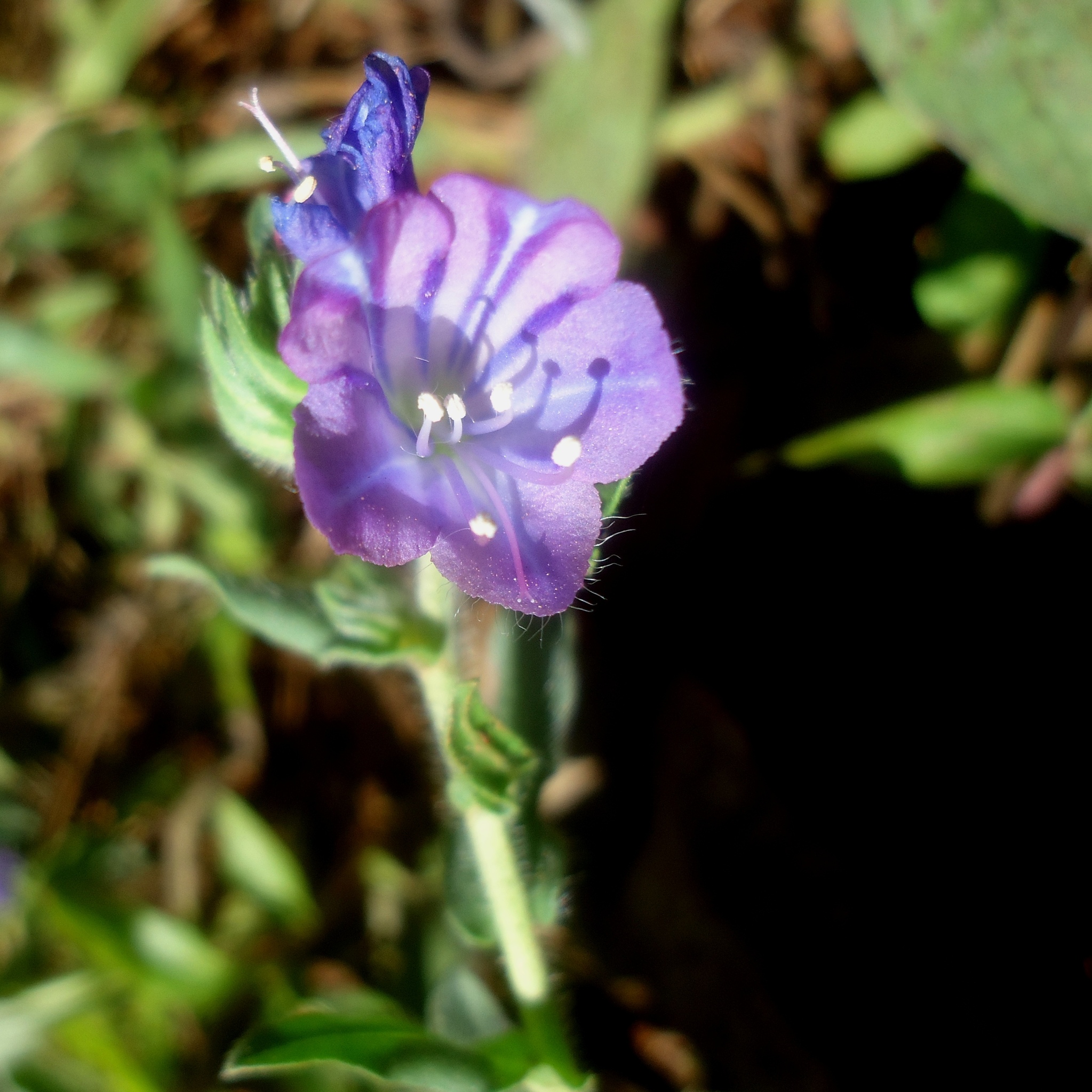 Echium plantagineum