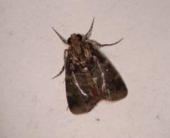 Orthaga atribasalis