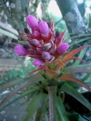 Aechmea recurvata