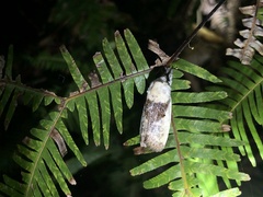 Cryptophasa albacosta