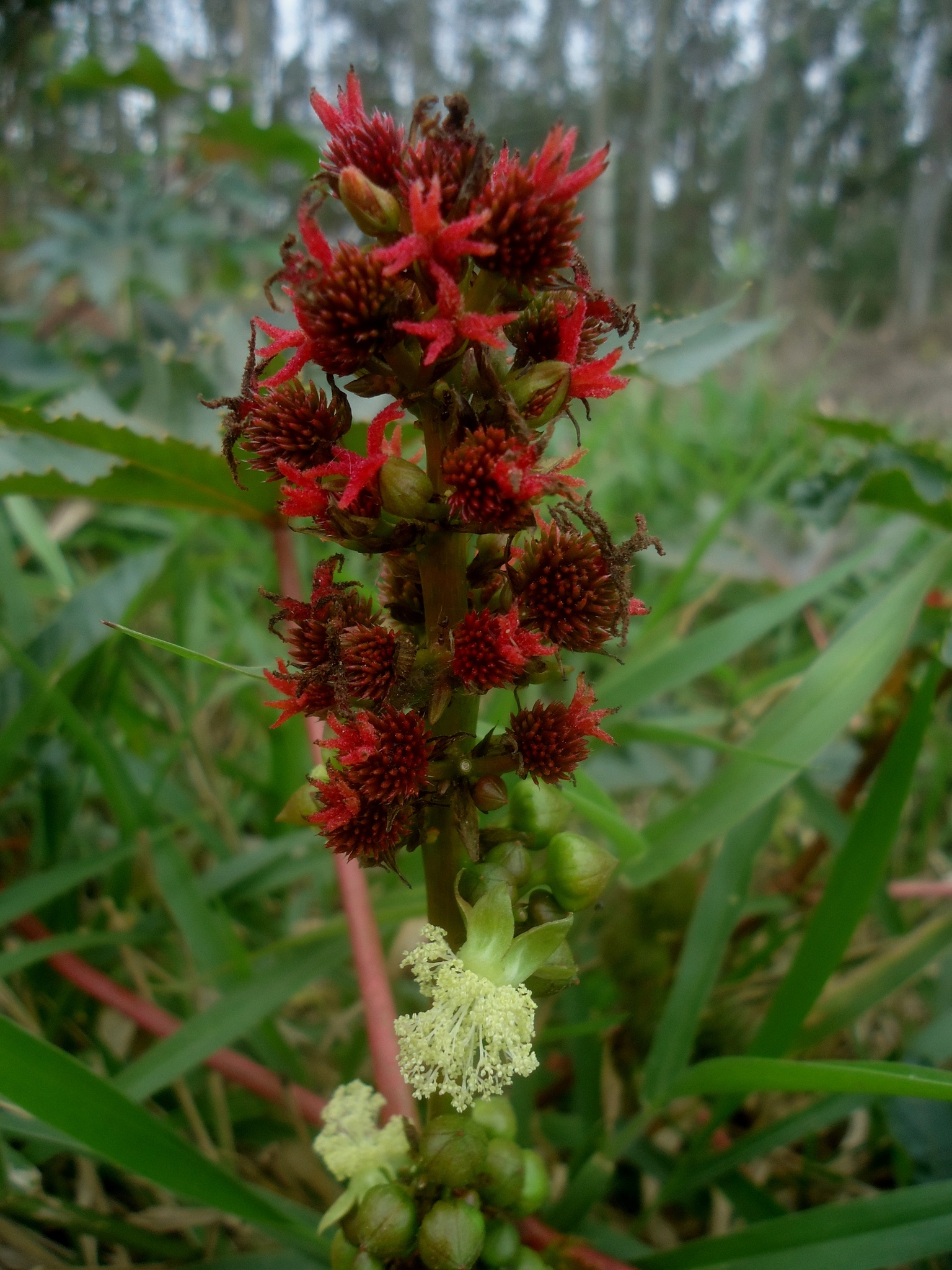 Ricinus communis