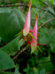 Tropaeolum pentaphyllum