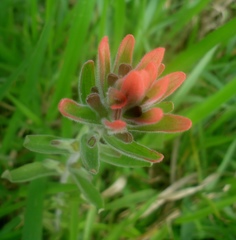 Castilleja arvensis pastorei