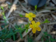 Hypericum brasiliense