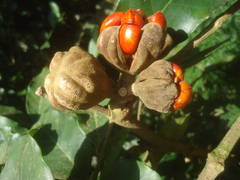 Guarea macrophylla