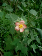 Abutilon hulseanum