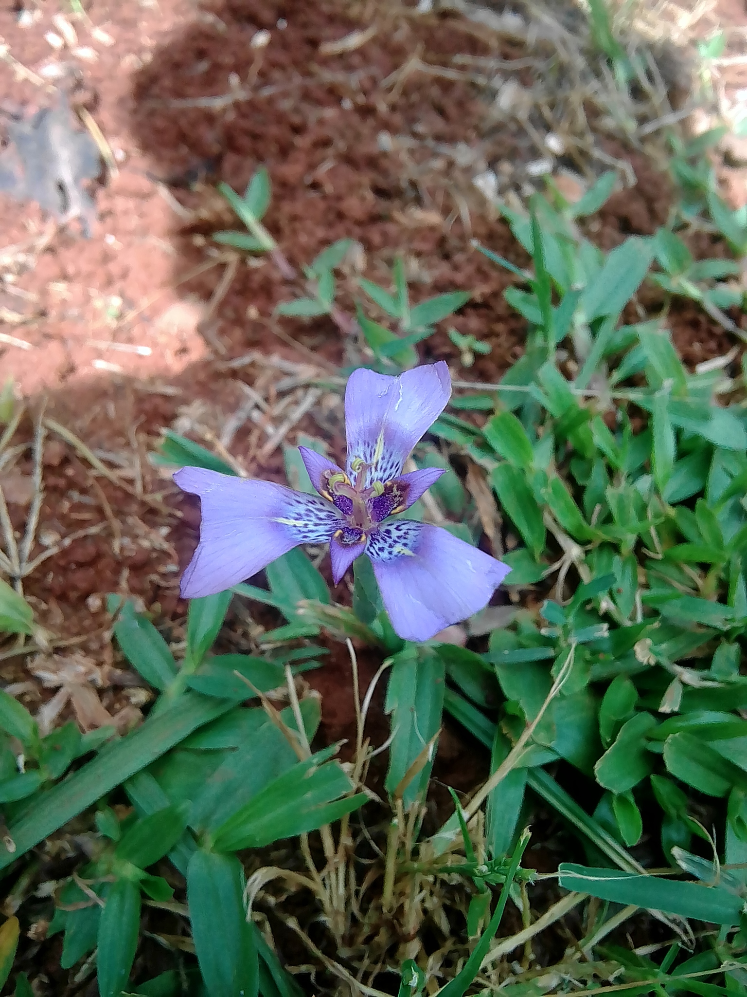 Herbertia lahue