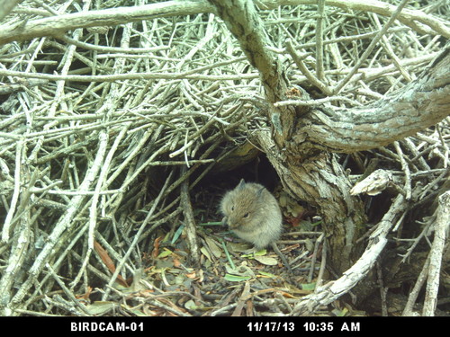 Otomys unisulcatus