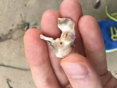 Saccostrea glomerata