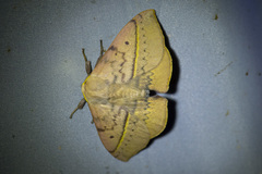 Anthela varia