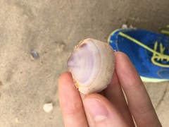 Austromactra contraria