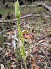 Calochilus gracillimus