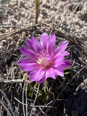Echinofossulocactus lamellosus