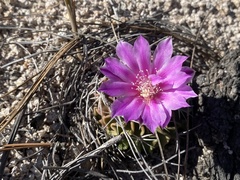 Echinofossulocactus lamellosus
