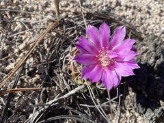Echinofossulocactus lamellosus