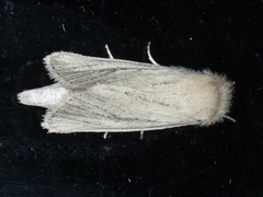 Bathytricha truncata