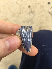 Austrobalanus imperator