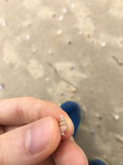 Leiopyrga lineolaris