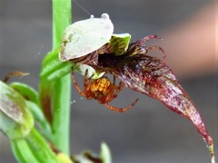 Calochilus gracillimus