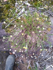 Helichrysum calvertianum