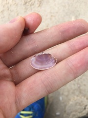 Mactra pusilla