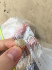 Myadora pandoriformis