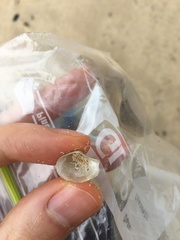 Myadora pandoriformis