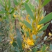 Persoonia glaucescens - Photo (c) Simon Gorta, some rights reserved (CC BY-NC), uploaded by Simon Gorta