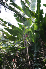 Musa acuminata malaccensis