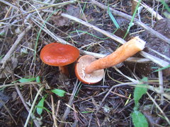 Lactarius subviscidus
